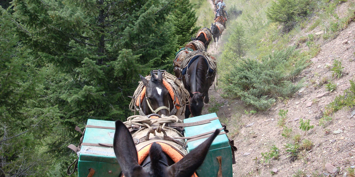 pack string of mules walking down trail
