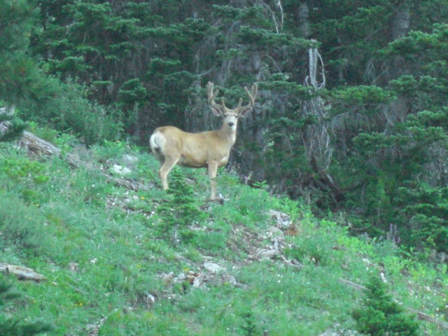 Montana mule deer buck
