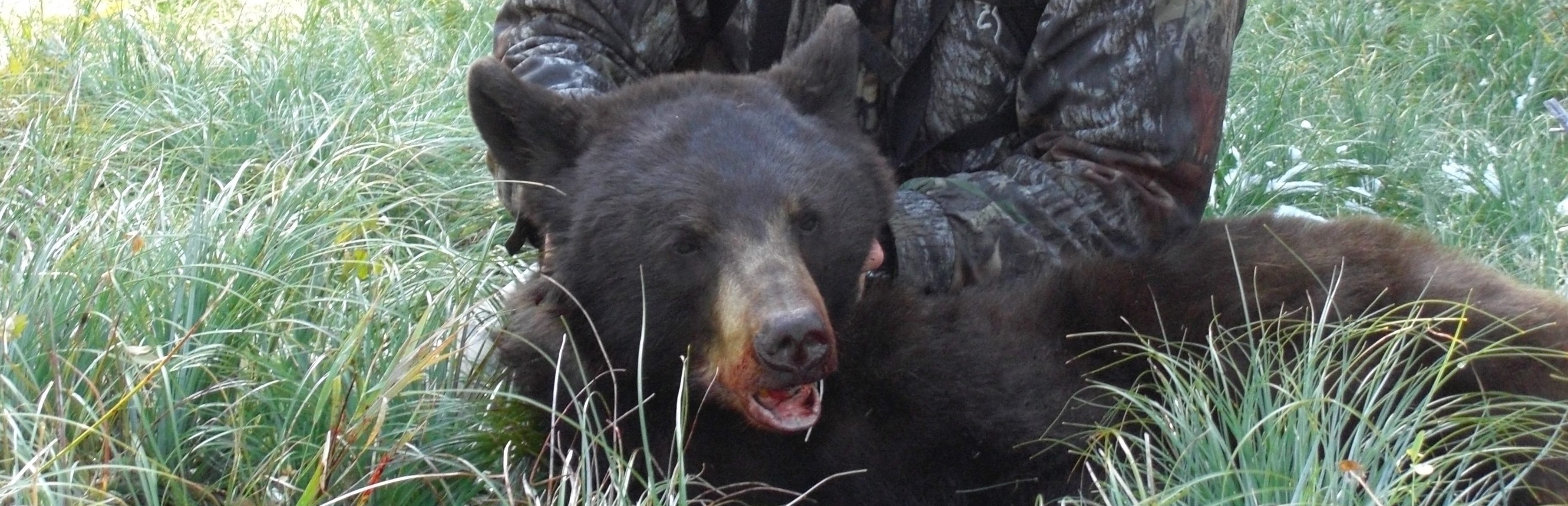 Montana black bear hunting